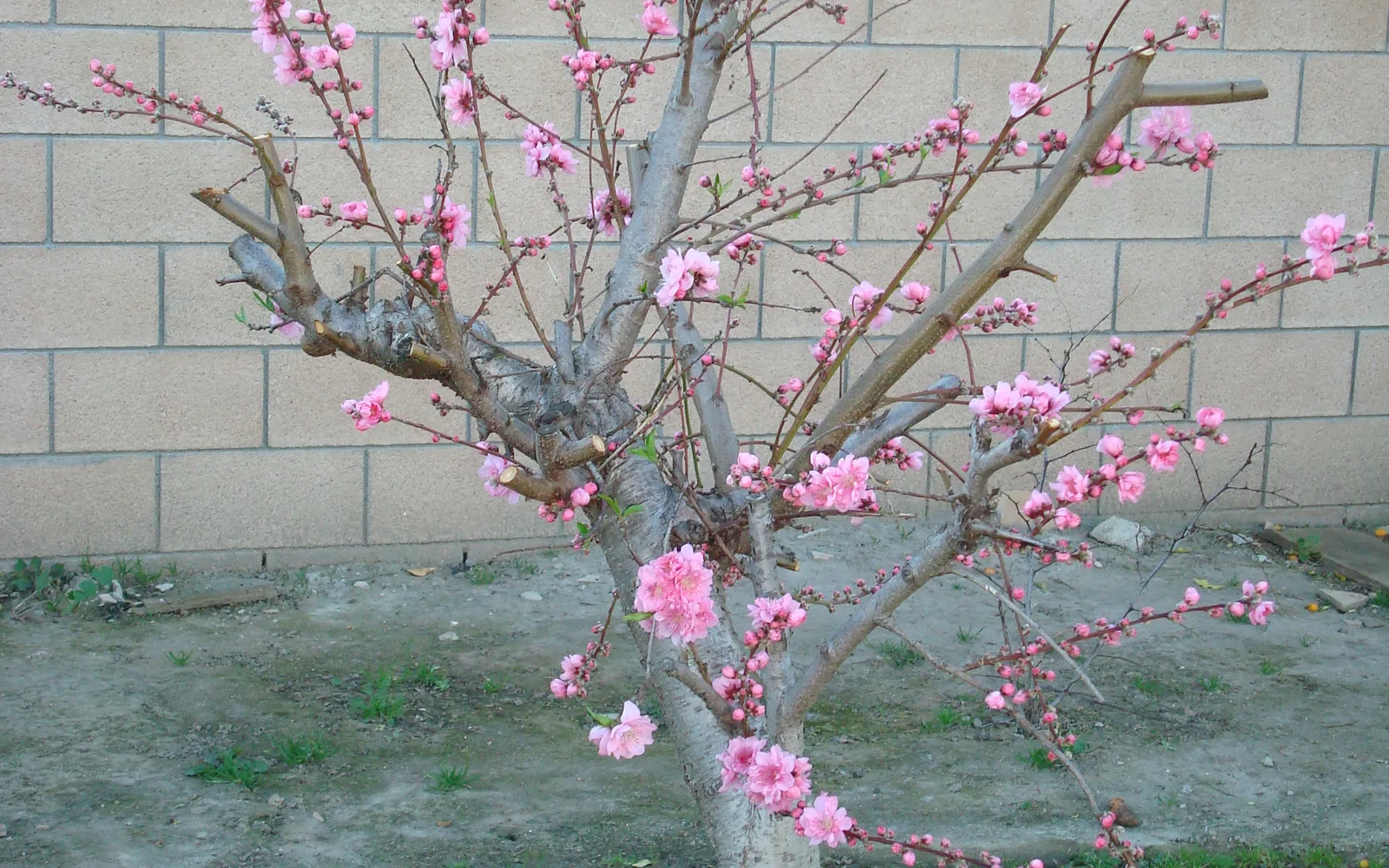 Delicate peach blossoms used to celebrate Tet, the Vietnamese Lunar New Year, representing springtime renewal and cultural traditions